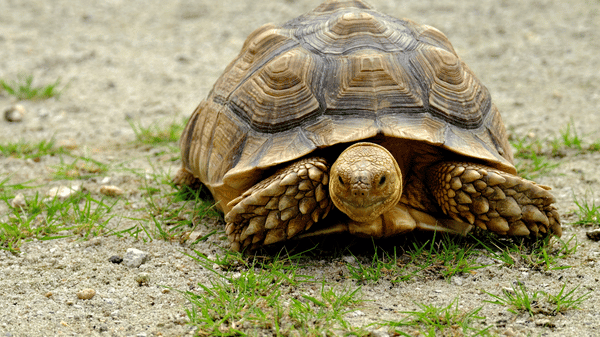 Želva zelenavá (4)